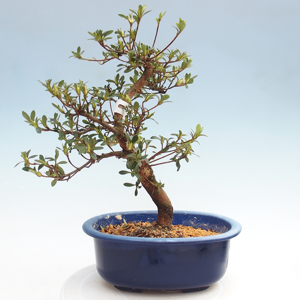 Venkovní bonsai - Japonská azalka - Azalea Yoko