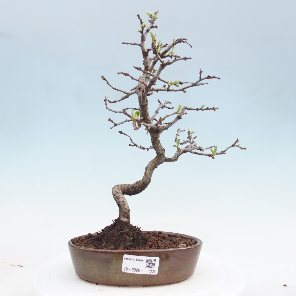 Venkovní  bonsai -  Chaneomeles chinensis - Kdoulovec čínsky