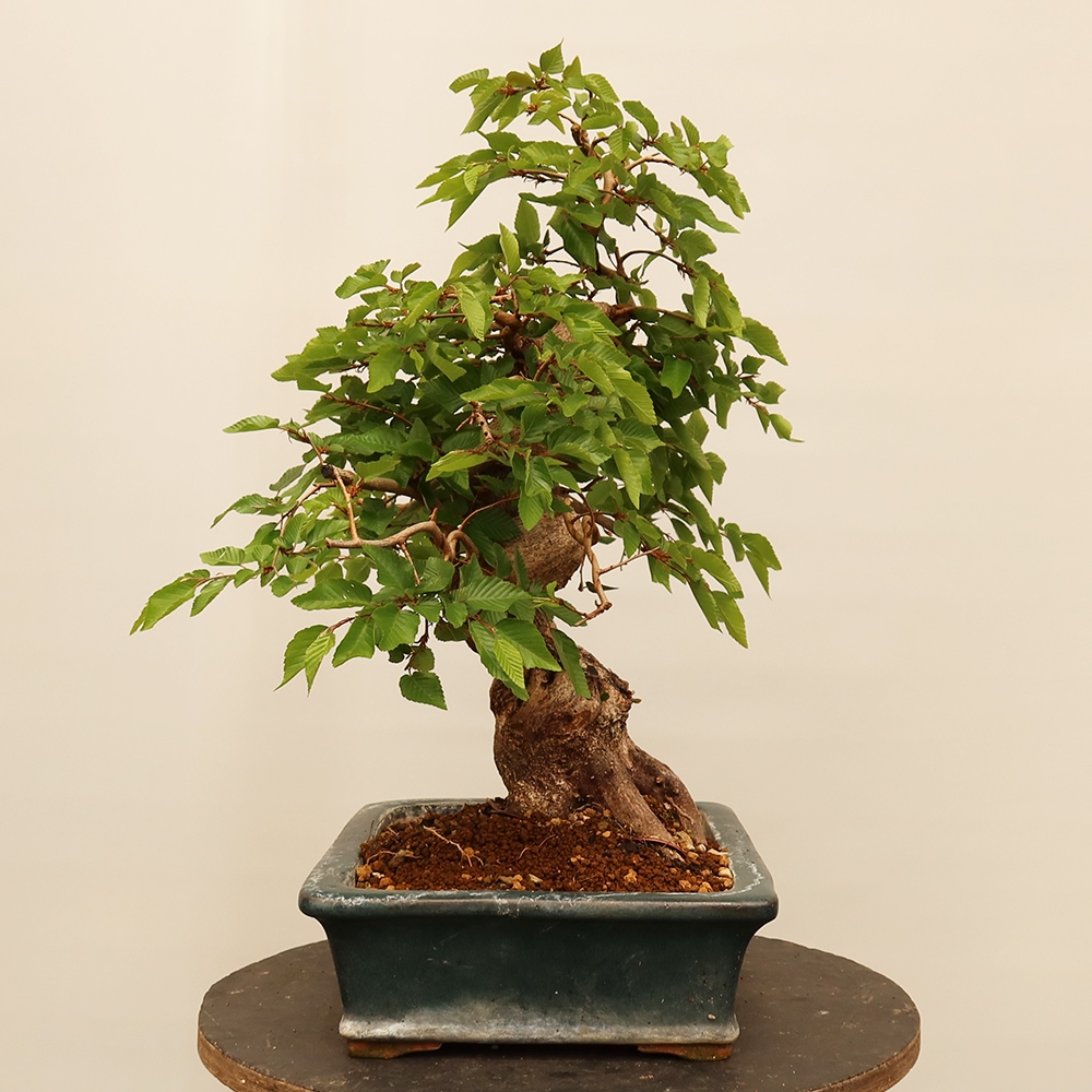 Venkovní bonsai -Carpinus Coreana - Habr korejský