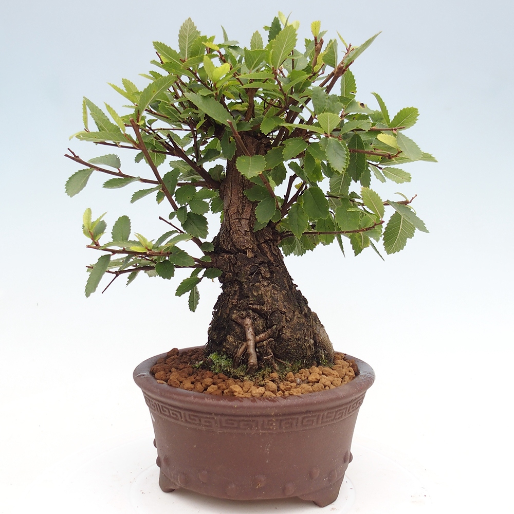 Venkovní bonsai - Zelkova - Zelkova NIRE