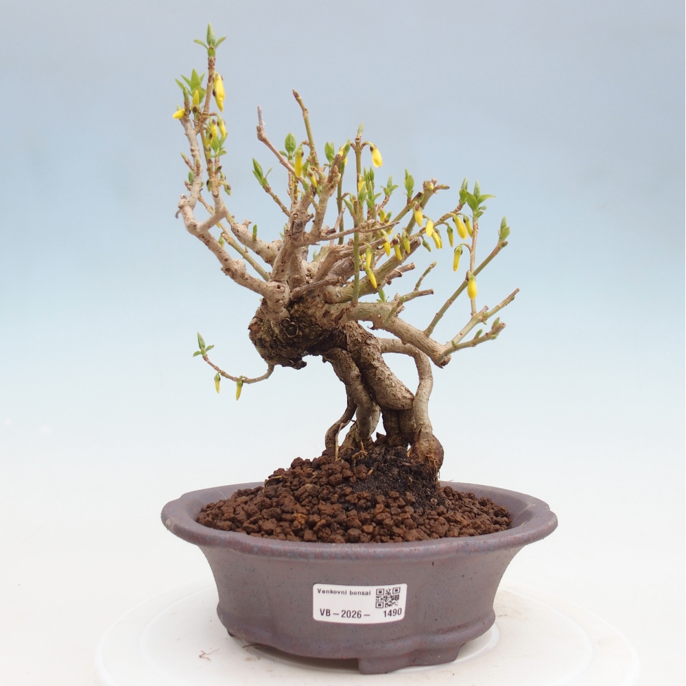 Venkovní bonsai - Zlatice - Forsythia koreana