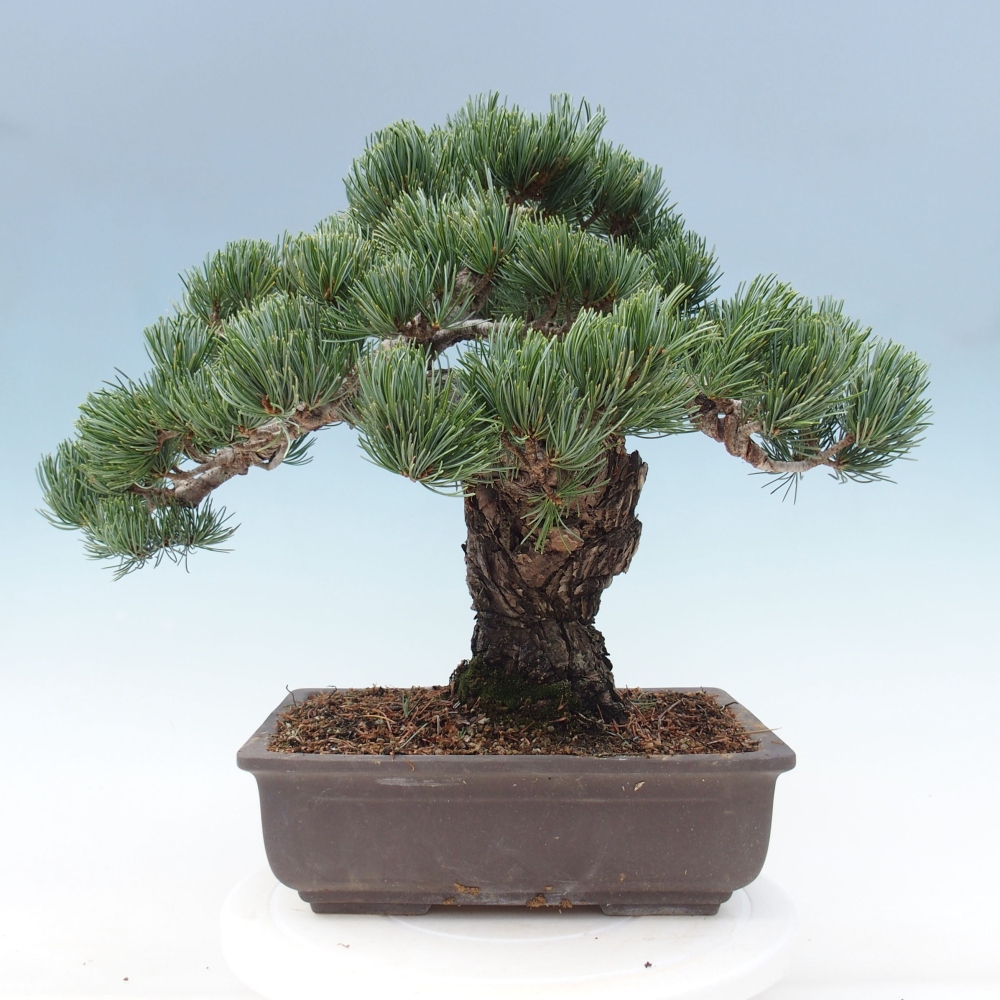 Venkovní bonsai - Pinus parviflora - Borovice drobnokvětá