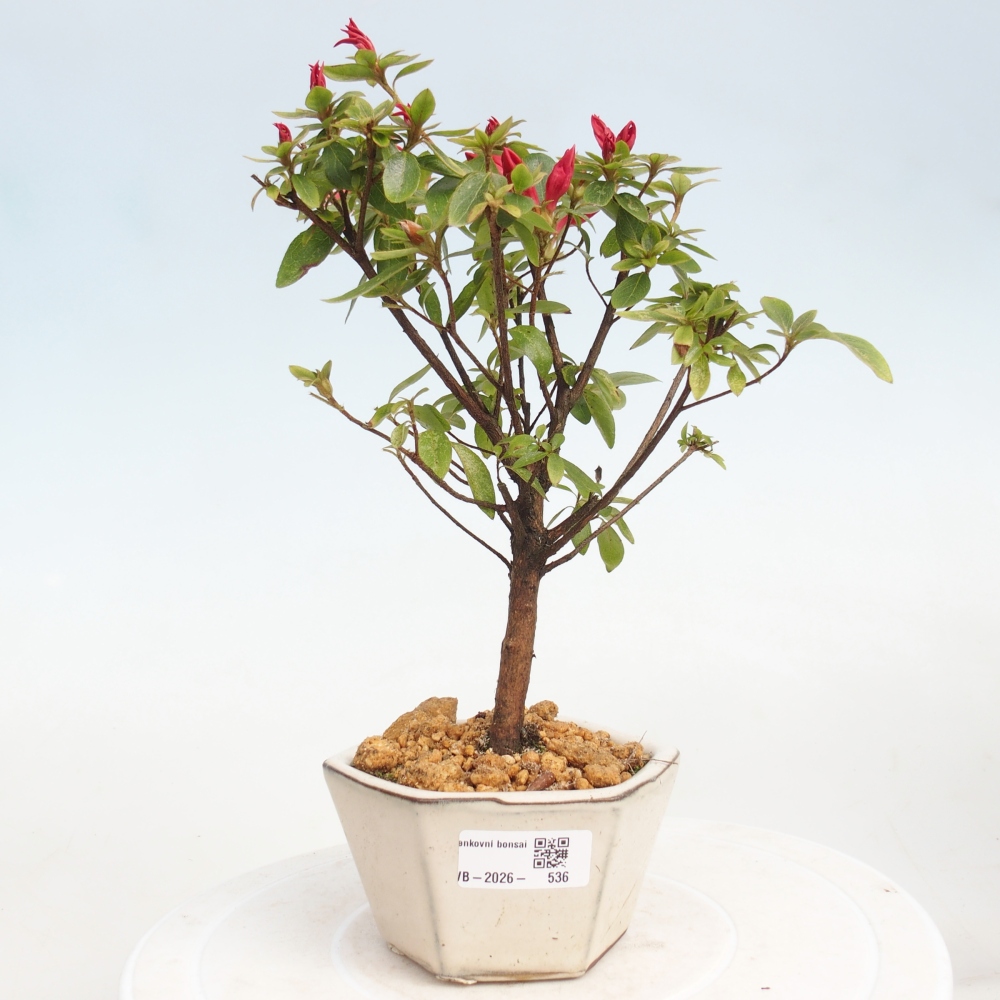Venkovní bonsai - Japonská azalka - Azalea sp.