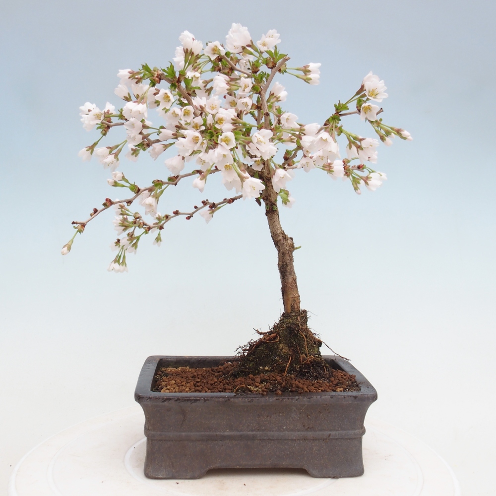 Venkovní bonsai - Prunus incisa Kojou-no mai-Slivoň vyříznutá
