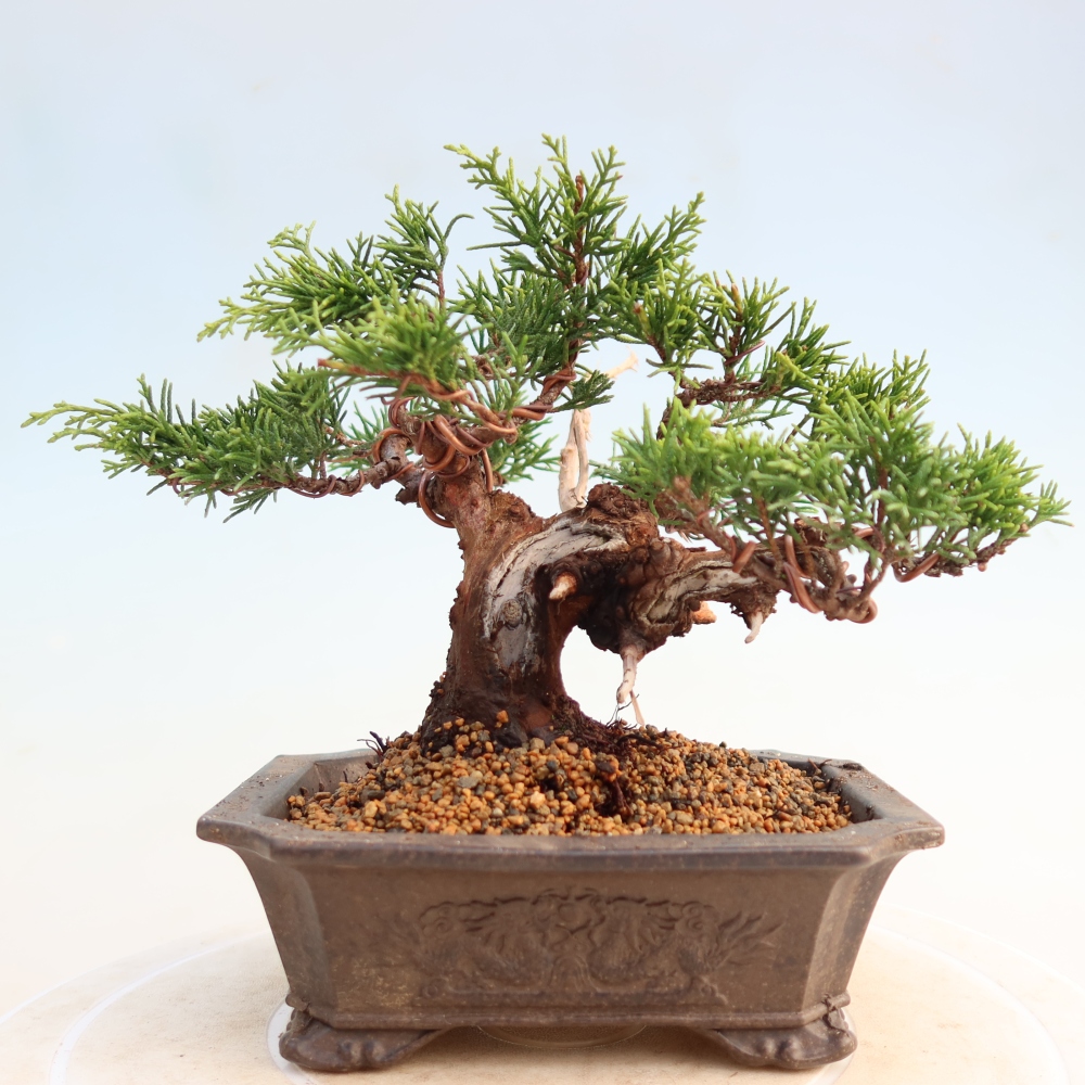 Venkovní bonsai - Juniperus chinensis Itoigawa -Jalovec čínský