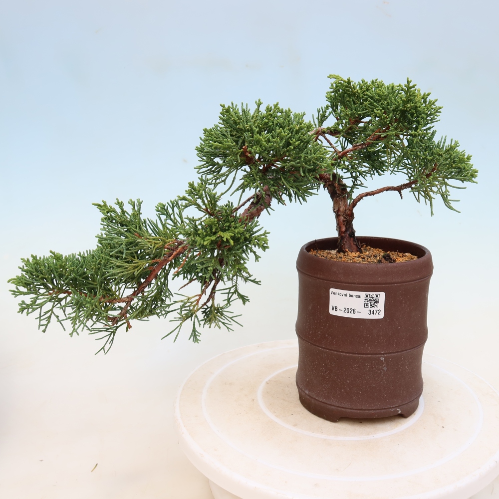 Venkovní bonsai - Juniperus chinensis Kishu -Jalovec čínský