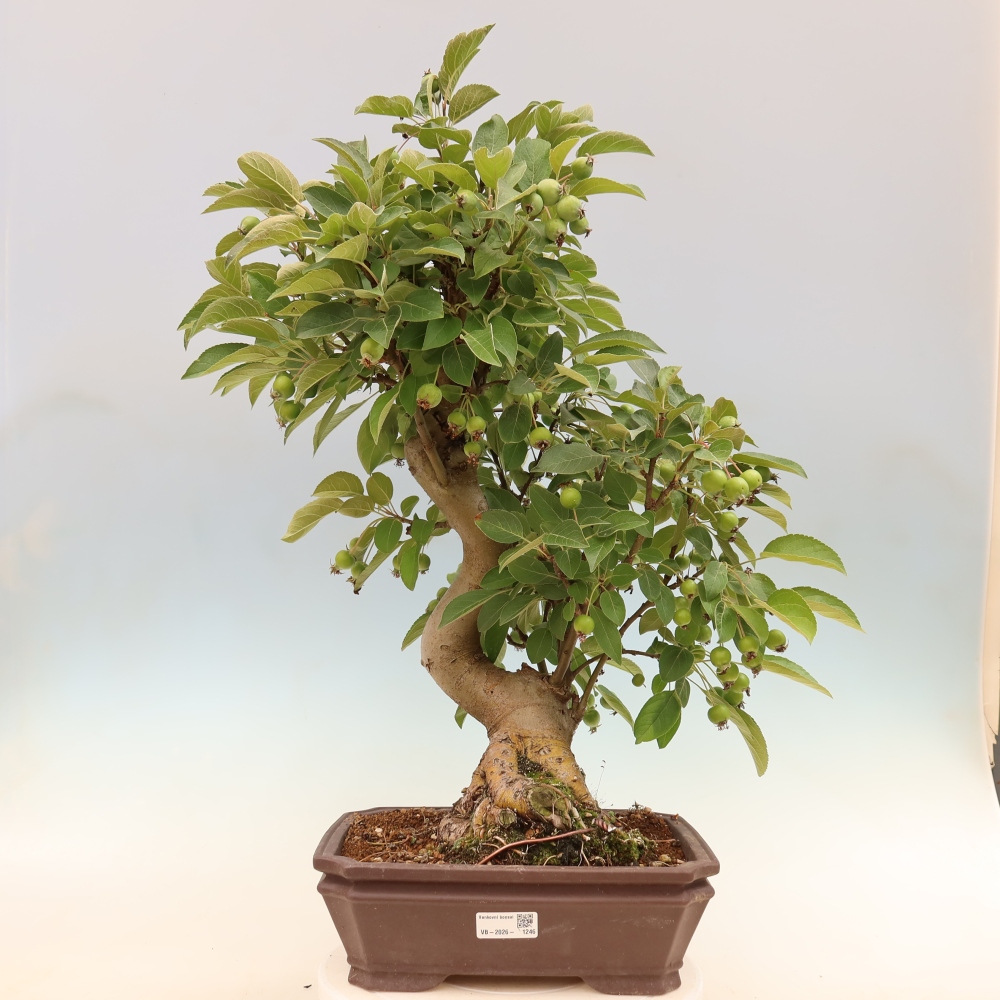 Venkovní bonsai -Malus halliana - Maloplodá jabloň