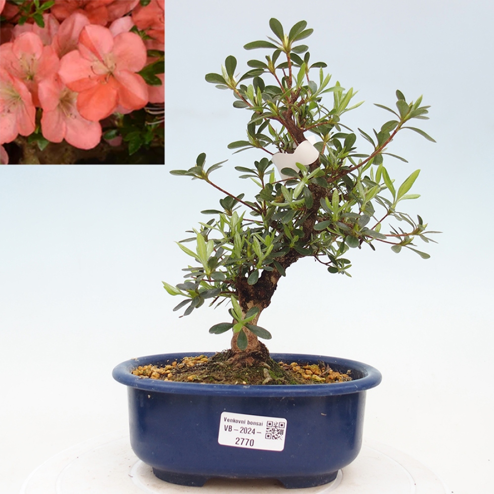 Venkovní bonsai - Japonská azalka - Azalea Asazakura