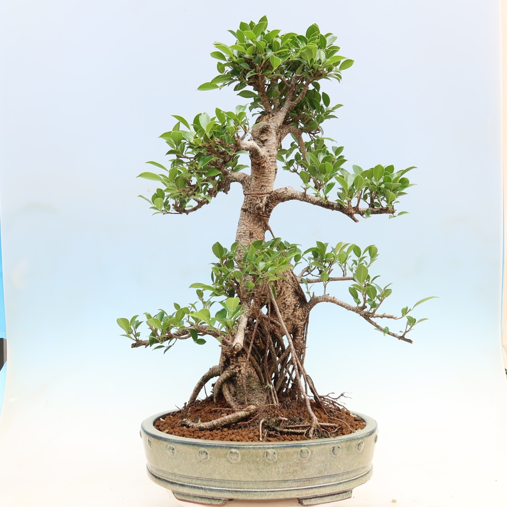 Pokojová bonsai - Ficus kimmen -  malolistý fíkus