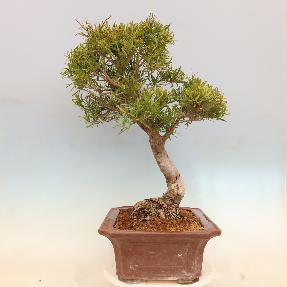 Pokojová bonsai - Ficus nerifolia -  malolistý fíkus