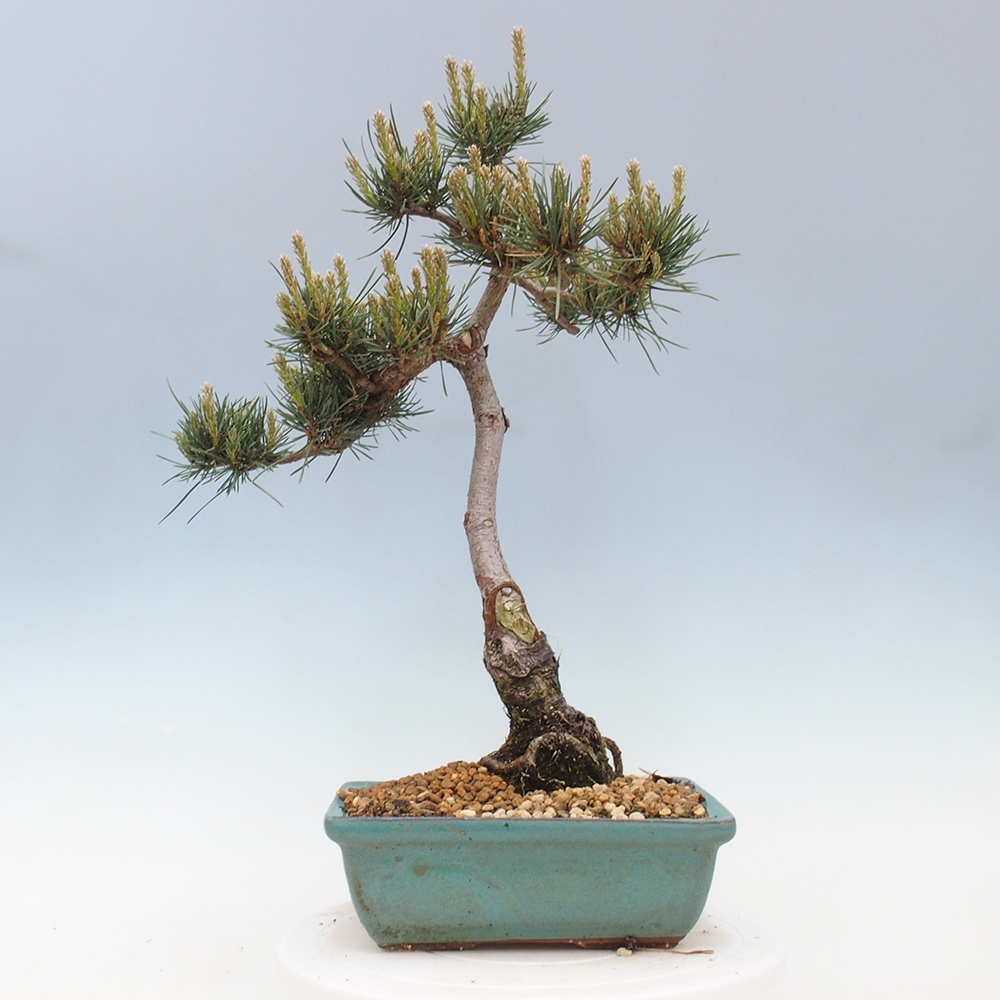 Venkovní bonsai - Pinus Sylvestris Watererri - Borovice lesní