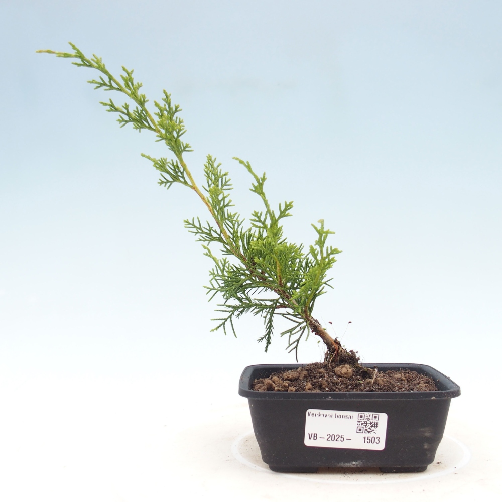 Venkovní bonsai - Juniperus chinensis Itoigawa -Jalovec čínský