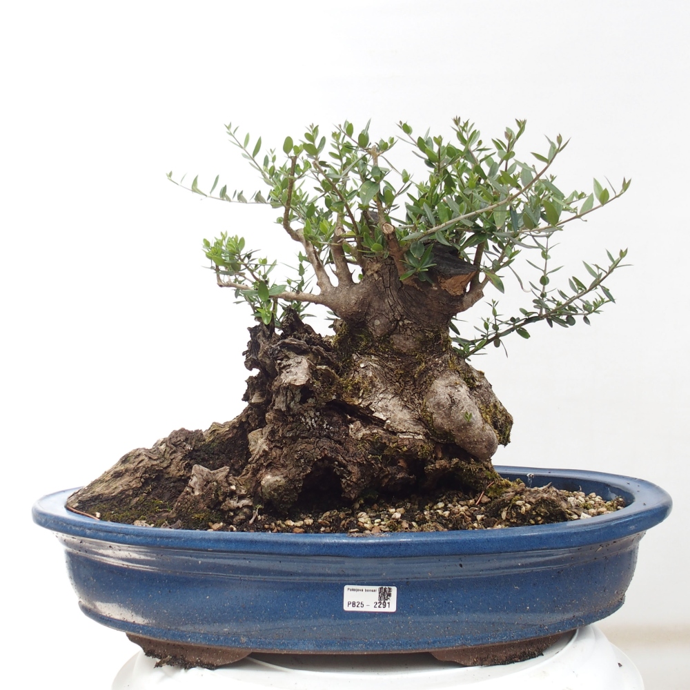 Pokojová bonsai - Olea europaea sylvestris -Oliva evropská drobnolistá