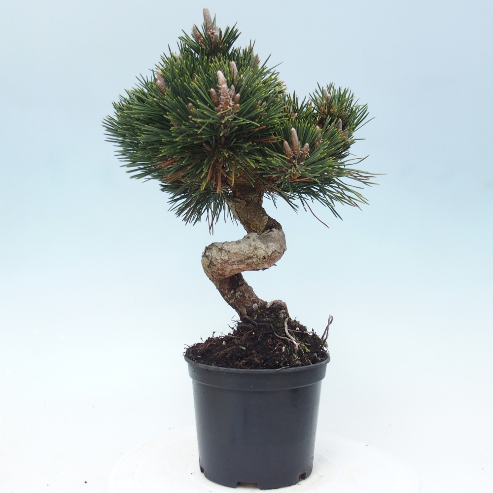 Venkovní bonsai - Pinus thunbergii senjyumaru - Borovice thunbergova