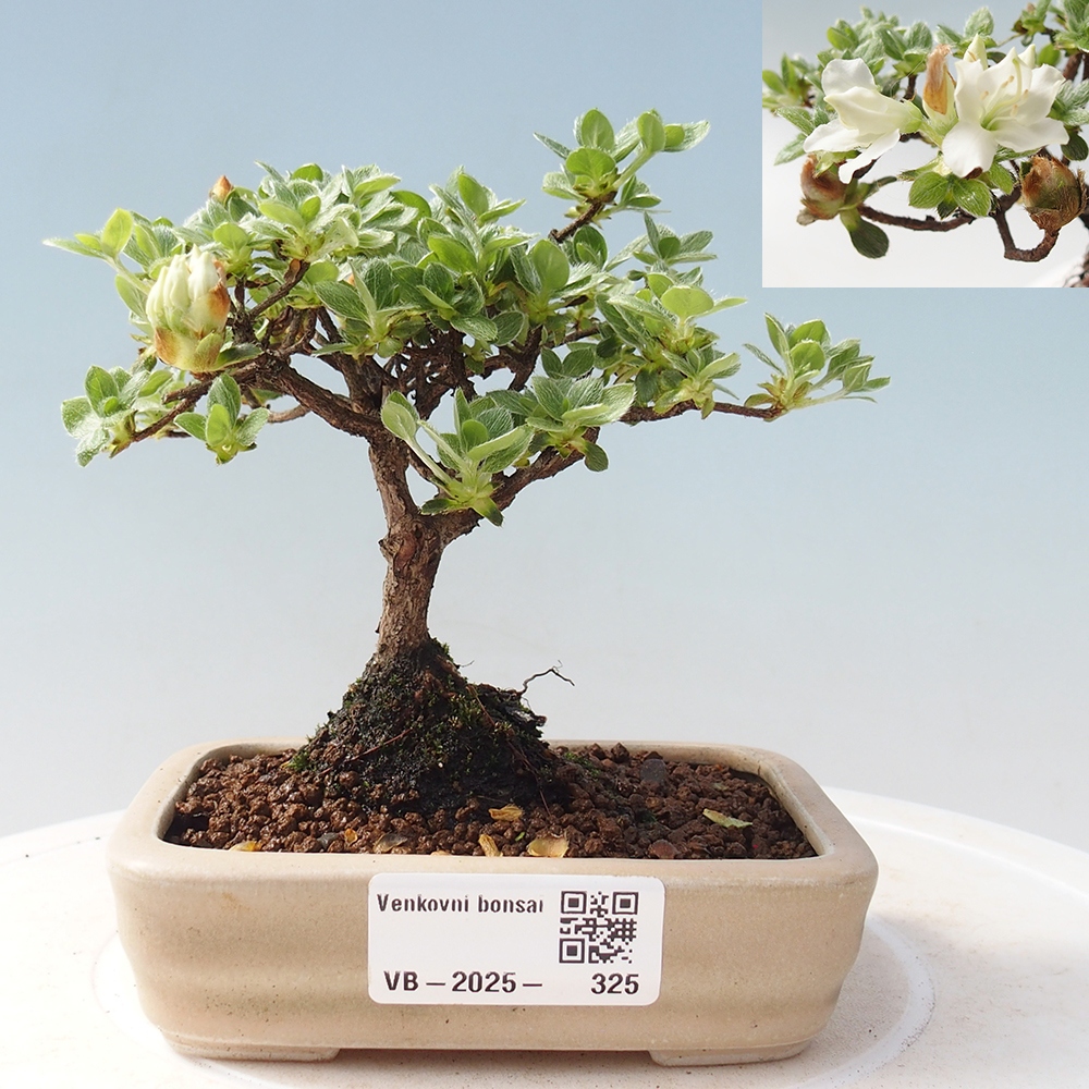 Venkovní bonsai - Rhododendron indicum - Japonská azalka