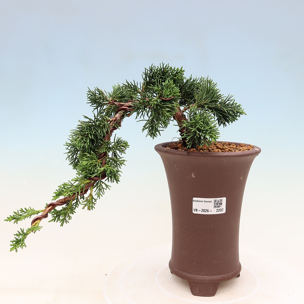 Venkovní bonsai - Juniperus chinensis Kishu -Jalovec čínský