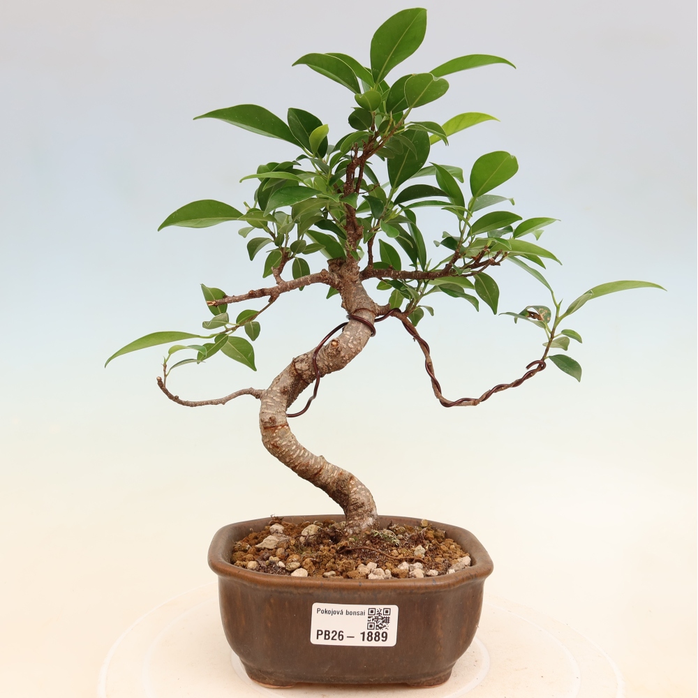 Pokojová bonsai - Ficus retusa -  malolistý fíkus