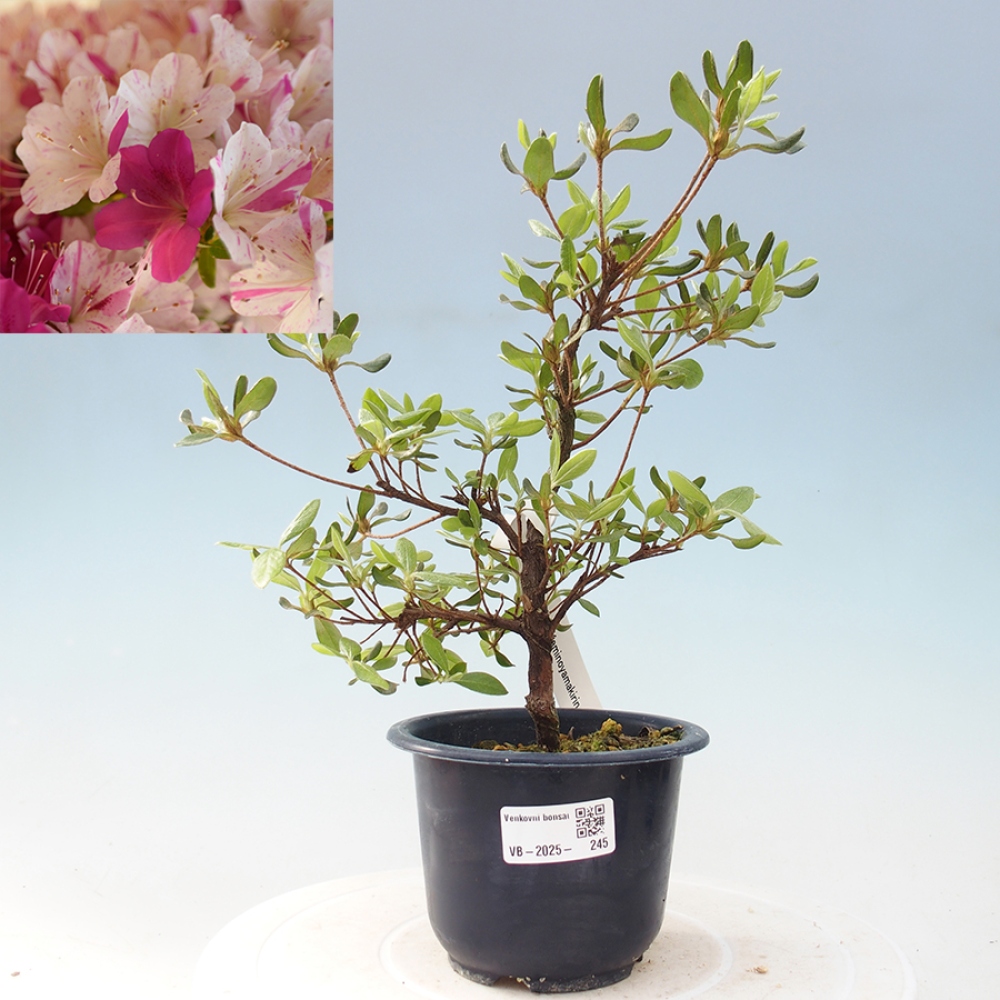 Venkovní bonsai - Japonská azalka - Azalea Kaminojamakirin