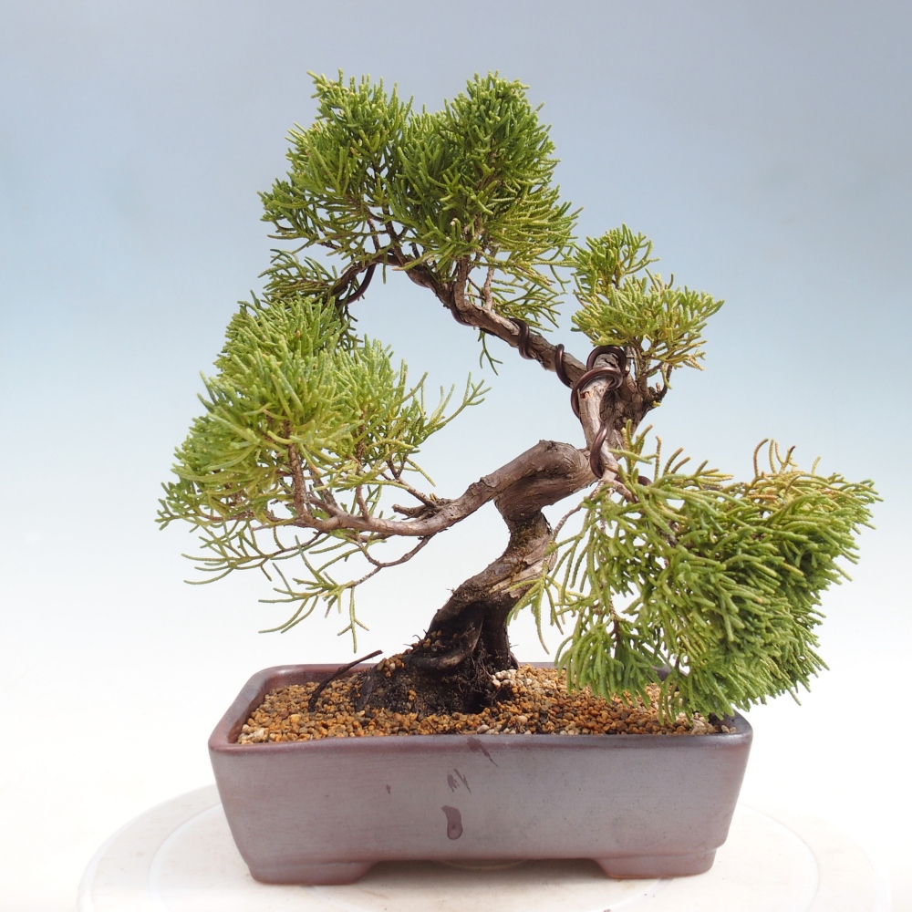 Venkovní bonsai - Juniperus chinensis Kishu -Jalovec čínský