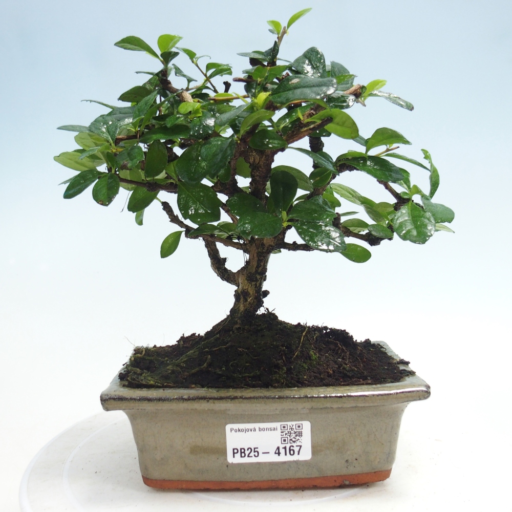 Pokojová bonsai - Carmona macrophylla - Čaj fuki
