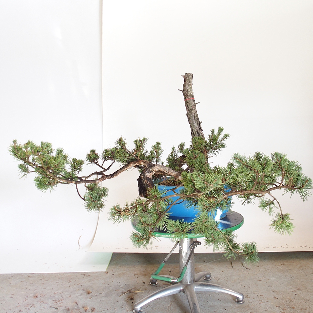 Yamadori - Pinus sylvestris Španělsko