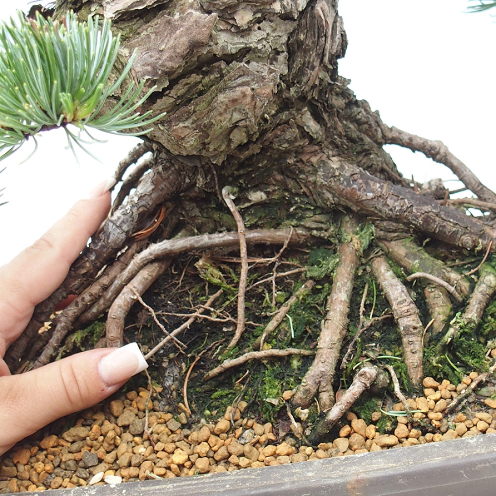 Venkovní bonsai - Pinus parviflora - Borovice drobnokvětá
