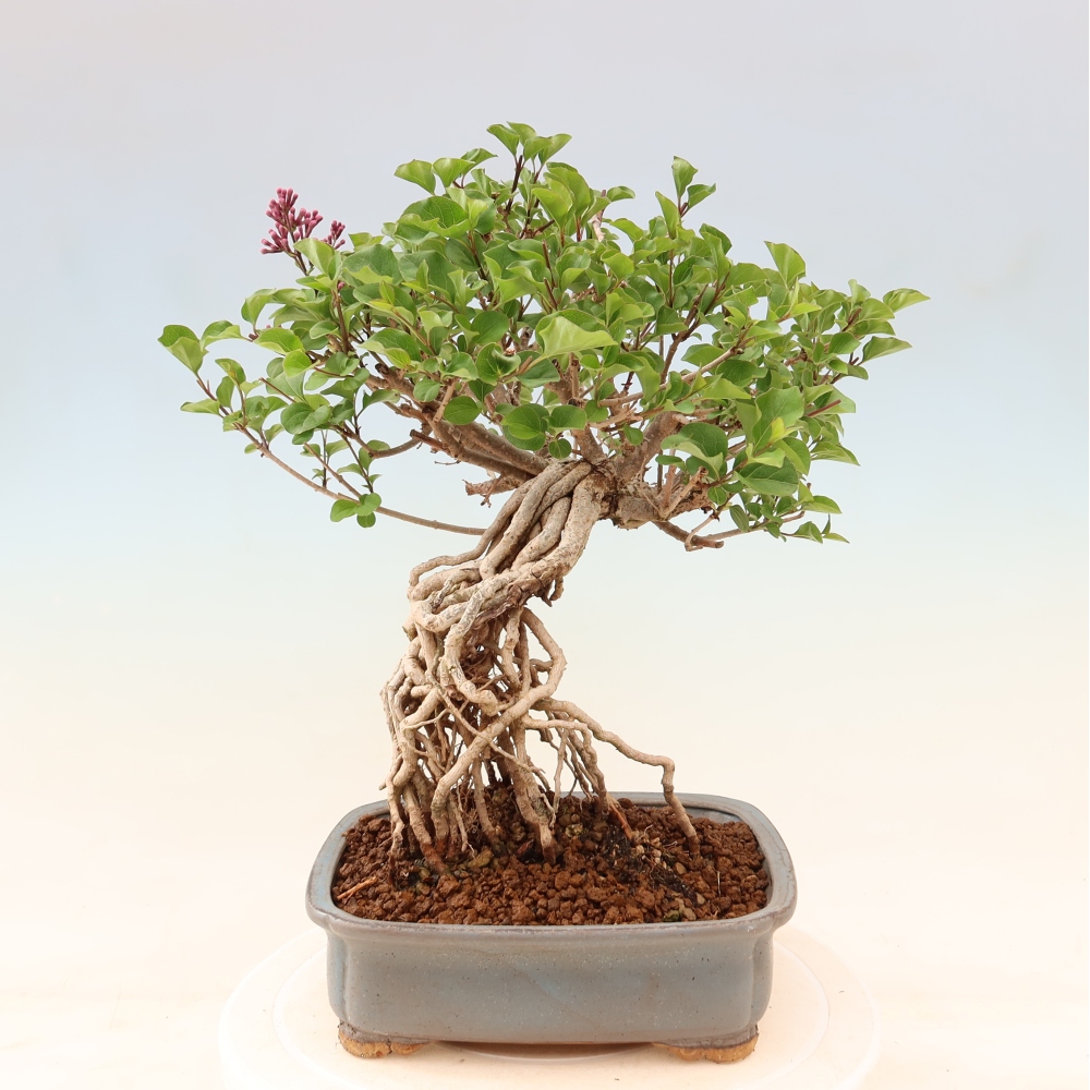 Venkovní  bonsai -  Syringa microphylla - malokvětý šeřík