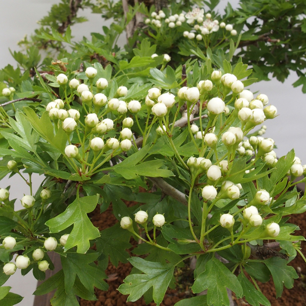 Venkovní bonsai - Hloh - Crataegus monogyna