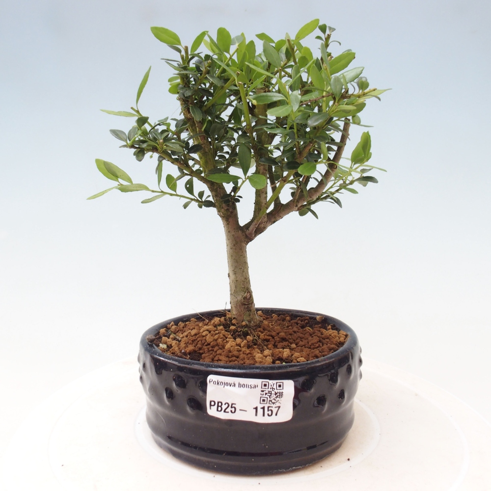 Pokojová bonsai - Ilex crenata - Cesmína
