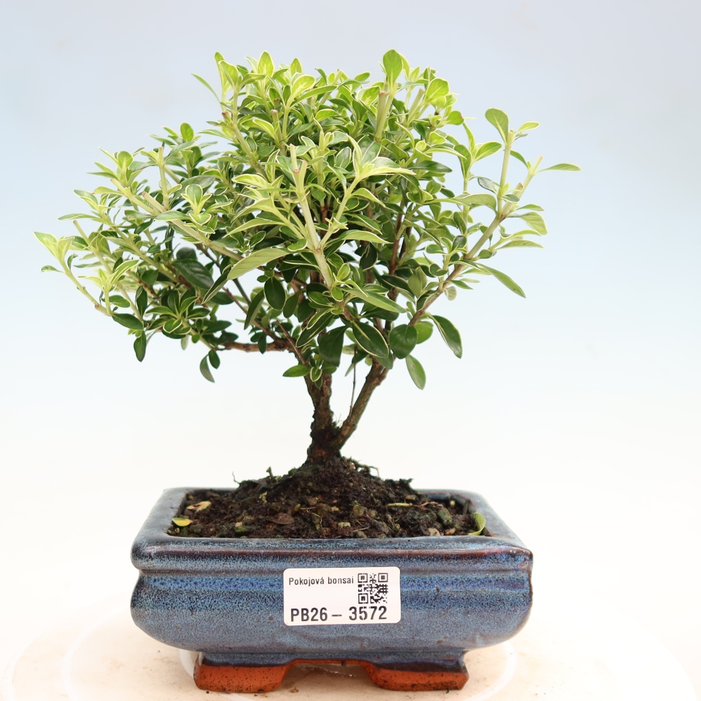 Pokojová bonsai - Serissa foetida Variegata - Strom tisíce hvězd