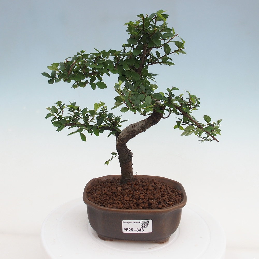 Pokojová bonsai-Malolistý jilm 