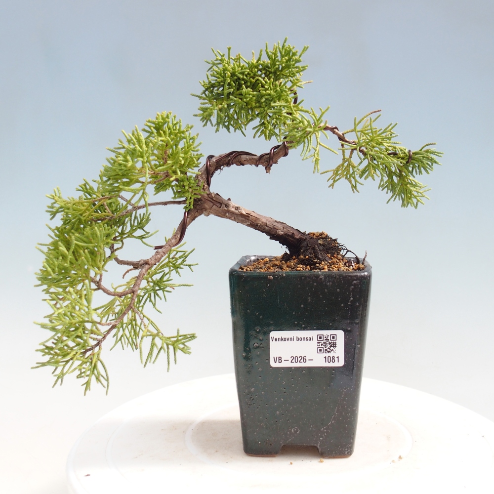 Venkovní bonsai - Juniperus chinensis Kishu -Jalovec čínský