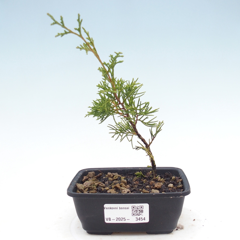 Venkovní bonsai - Juniperus chinensis Itoigawa -Jalovec čínský