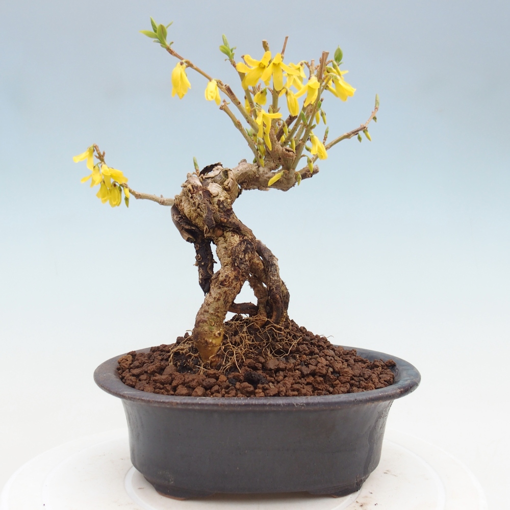 Venkovní bonsai - Zlatice - Forsythia koreana