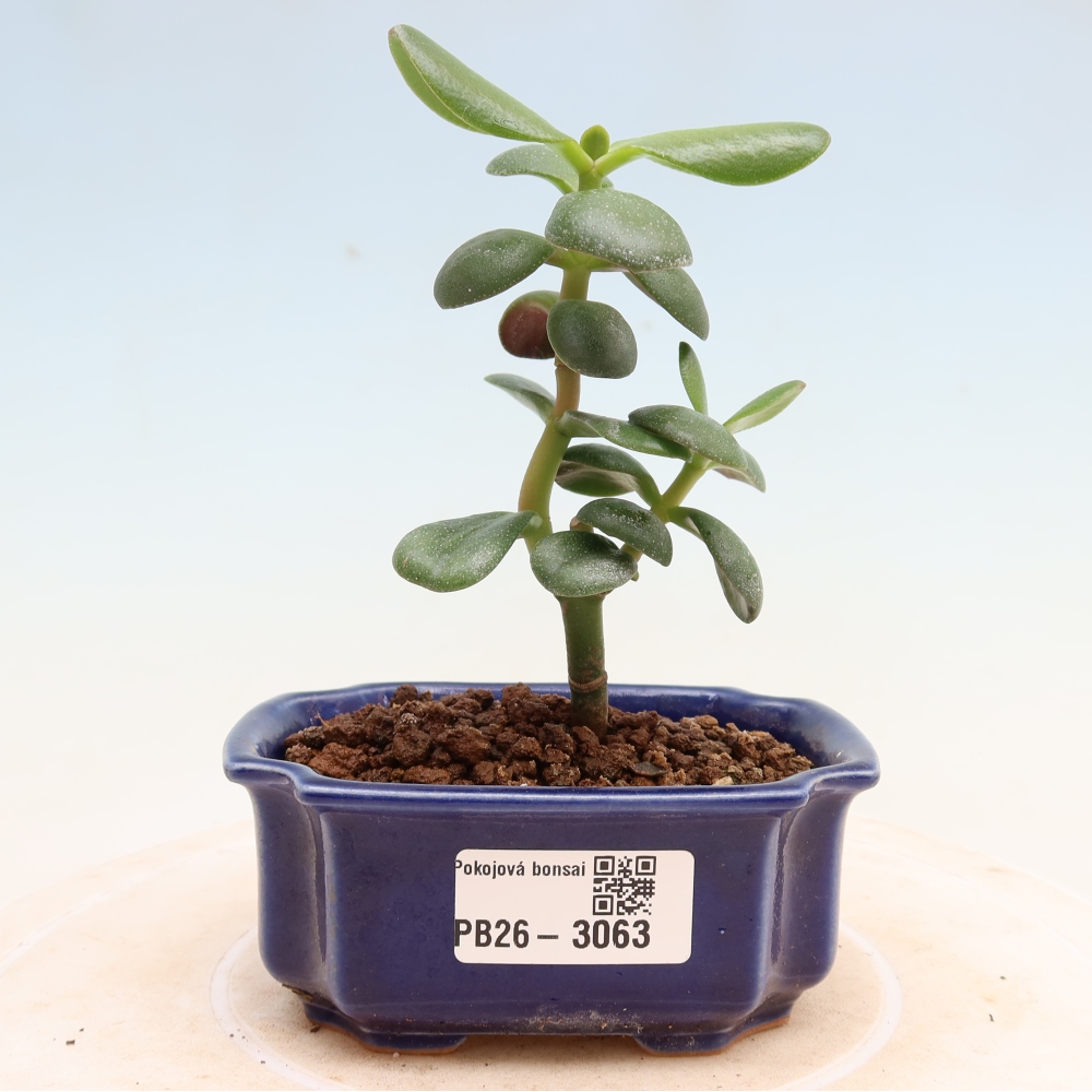Pokojová bonsai - Tlustice vejčitá - Crassula ovata