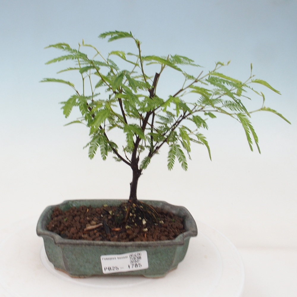 Pokojová bonsai-Calliandra surinamensis Dixie Pink - Kaliandra Suriámská