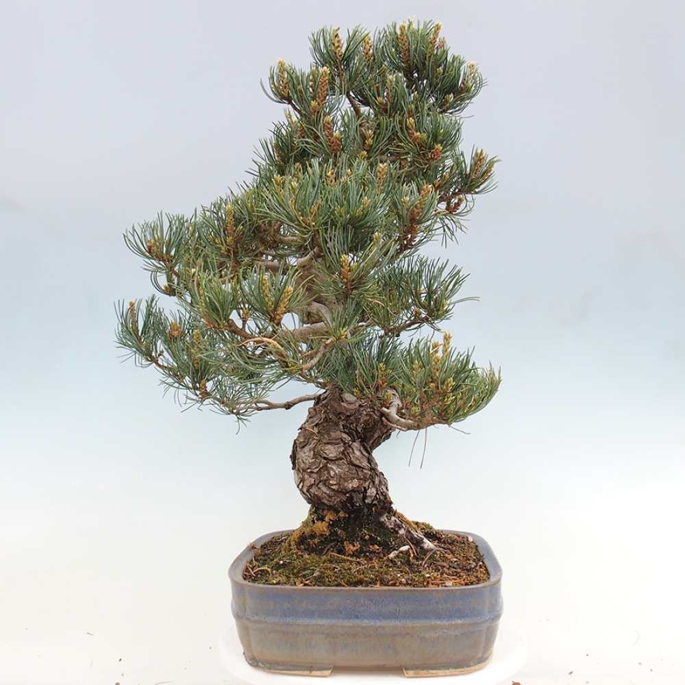 Venkovní bonsai - Pinus parviflora - Borovice drobnokvětá