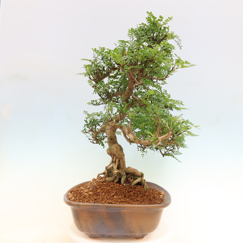 Pokojová bonsai - Zantoxylum piperitum - pepřovník