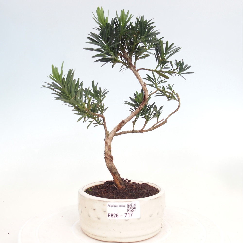 Pokojová bonsai - Podocarpus - Kamenný tis