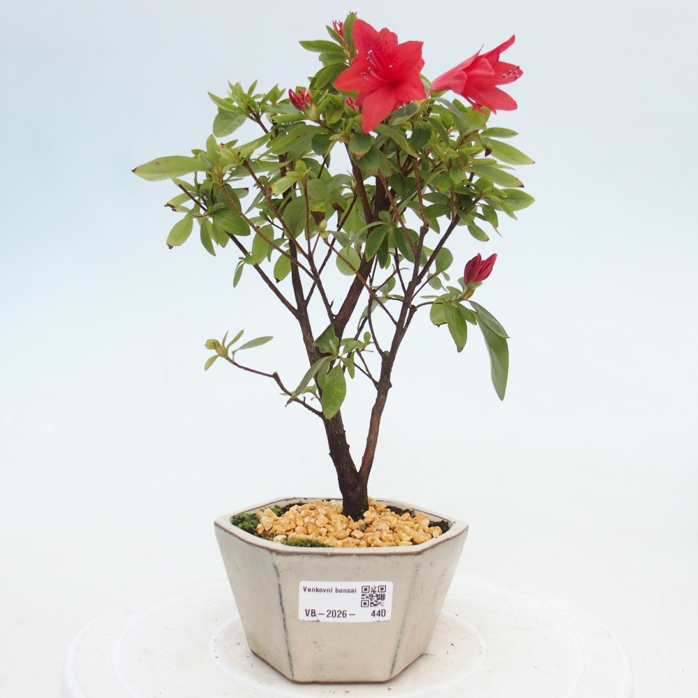 Venkovní bonsai - Japonská azalka - Azalea sp.