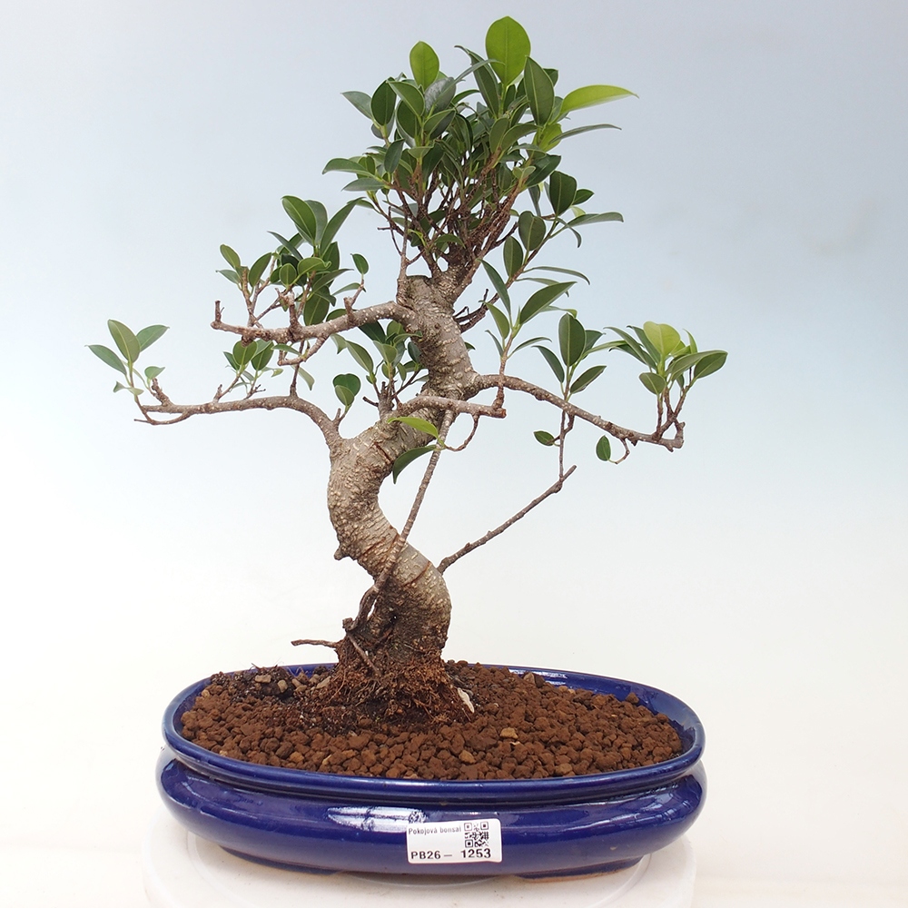 Pokojová bonsai - Ficus kimmen -  malolistý fíkus
