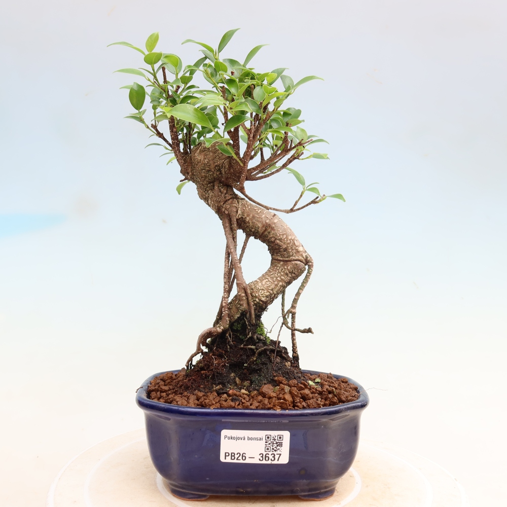 Pokojová bonsai - Ficus kimmen -  malolistý fíkus