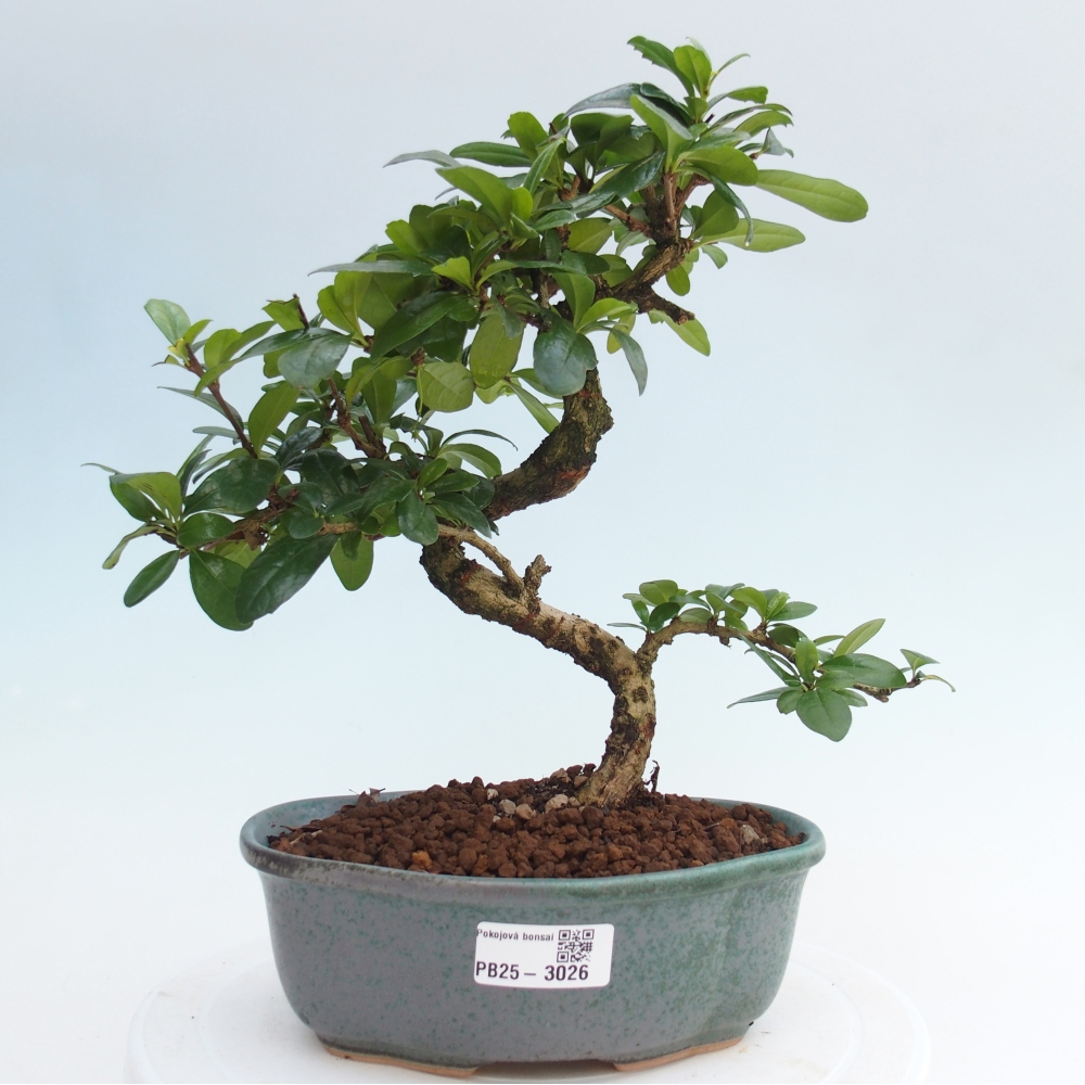 Pokojová bonsai - Carmona macrophylla - Čaj fuki