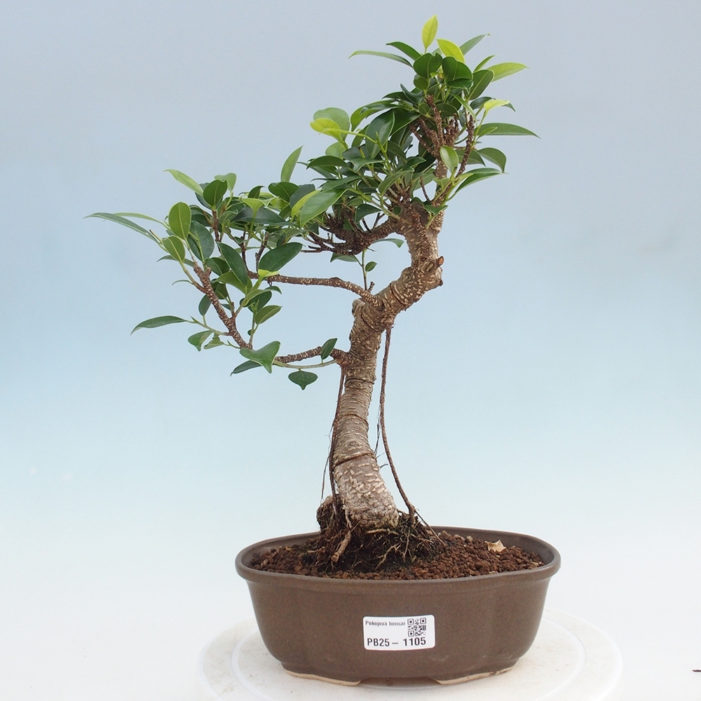 Pokojová bonsai - Ficus retusa -  malolistý fíkus