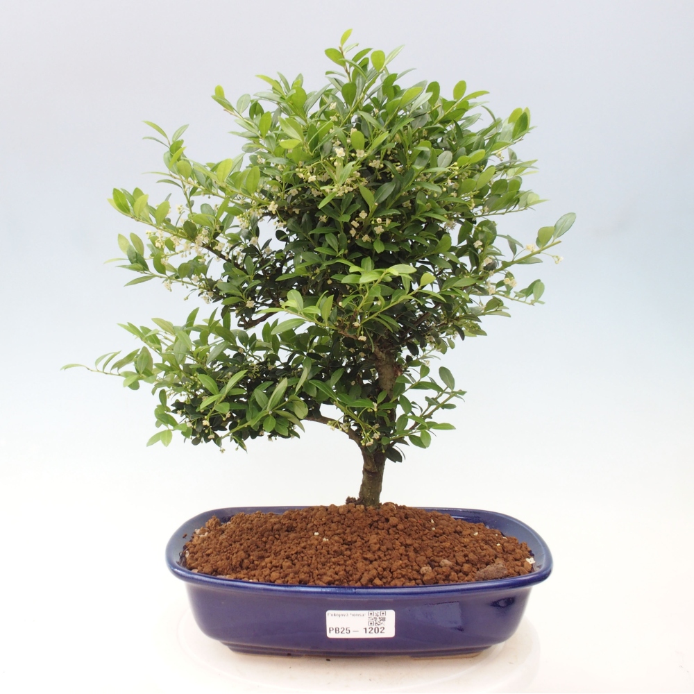 Pokojová bonsai - Ilex crenata - Cesmína