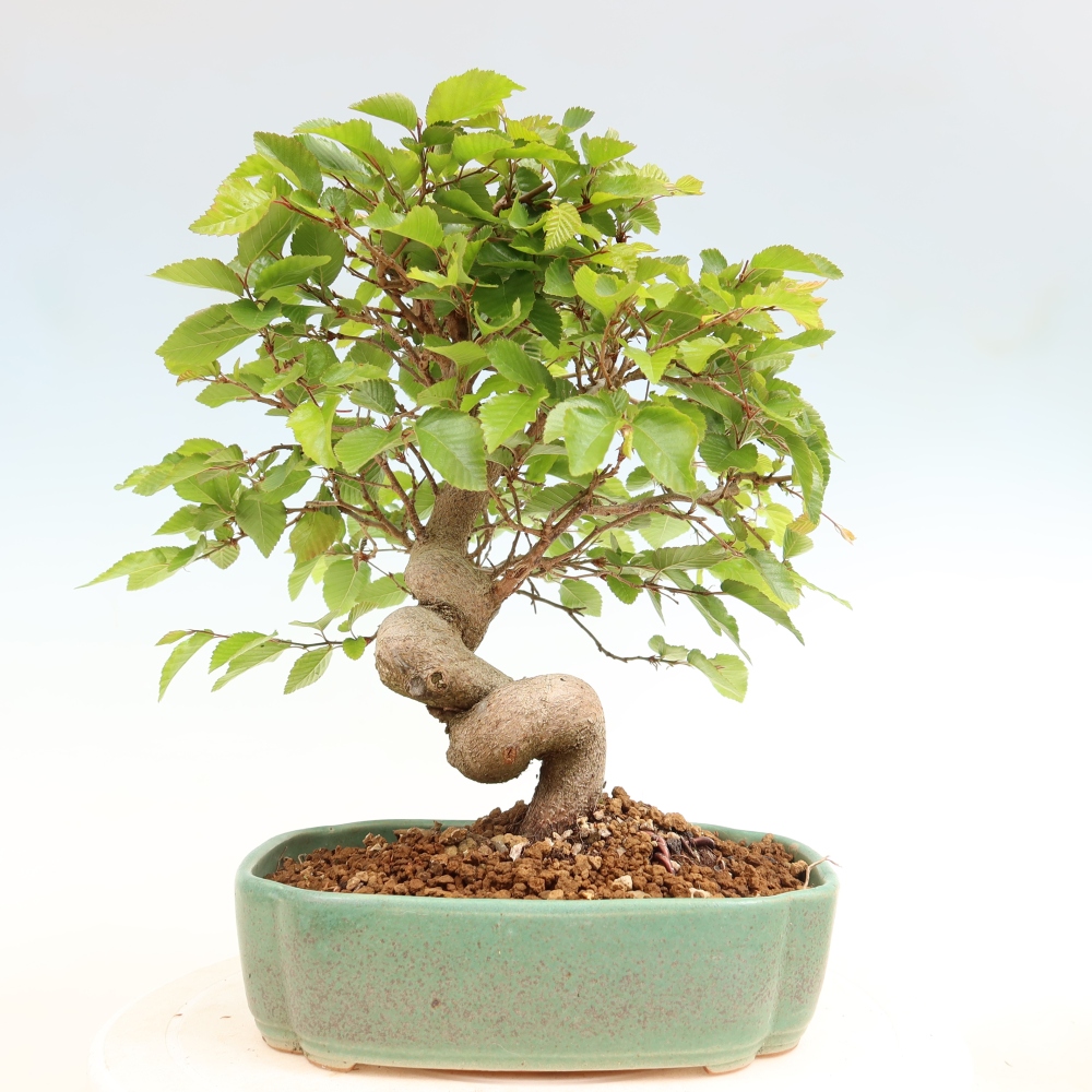 Venkovní bonsai -Carpinus coreana - Habr korejský