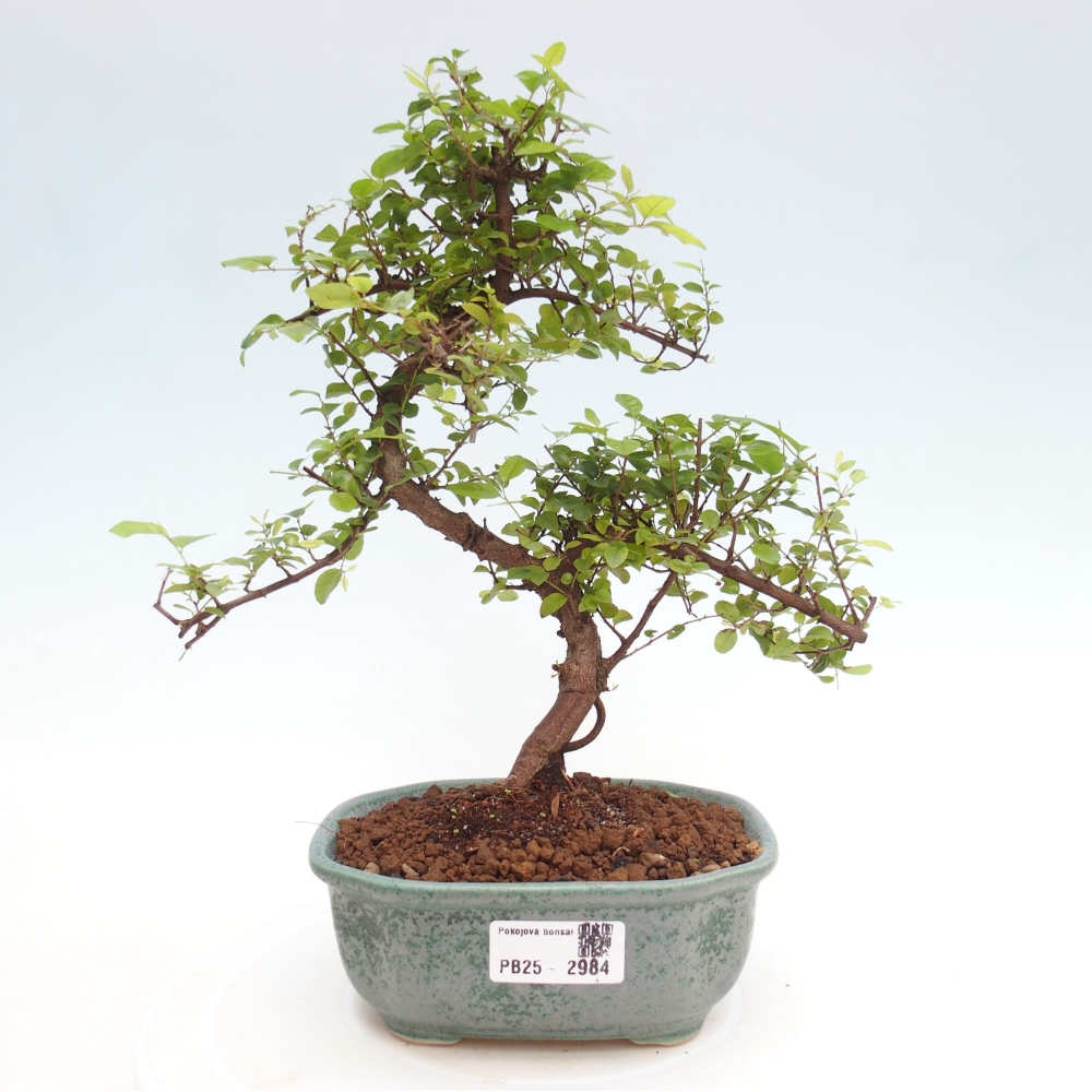 Pokojová bonsai - Sagerécie thea - Sagerécie thea