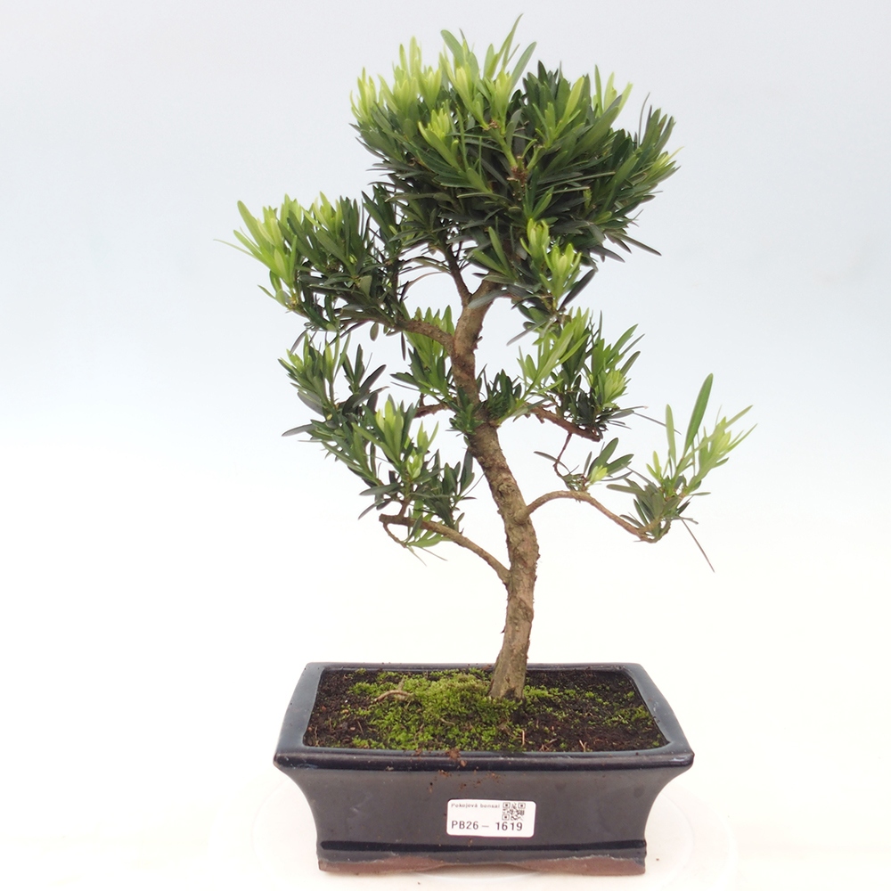 Pokojová bonsai - Podocarpus - Kamenný tis