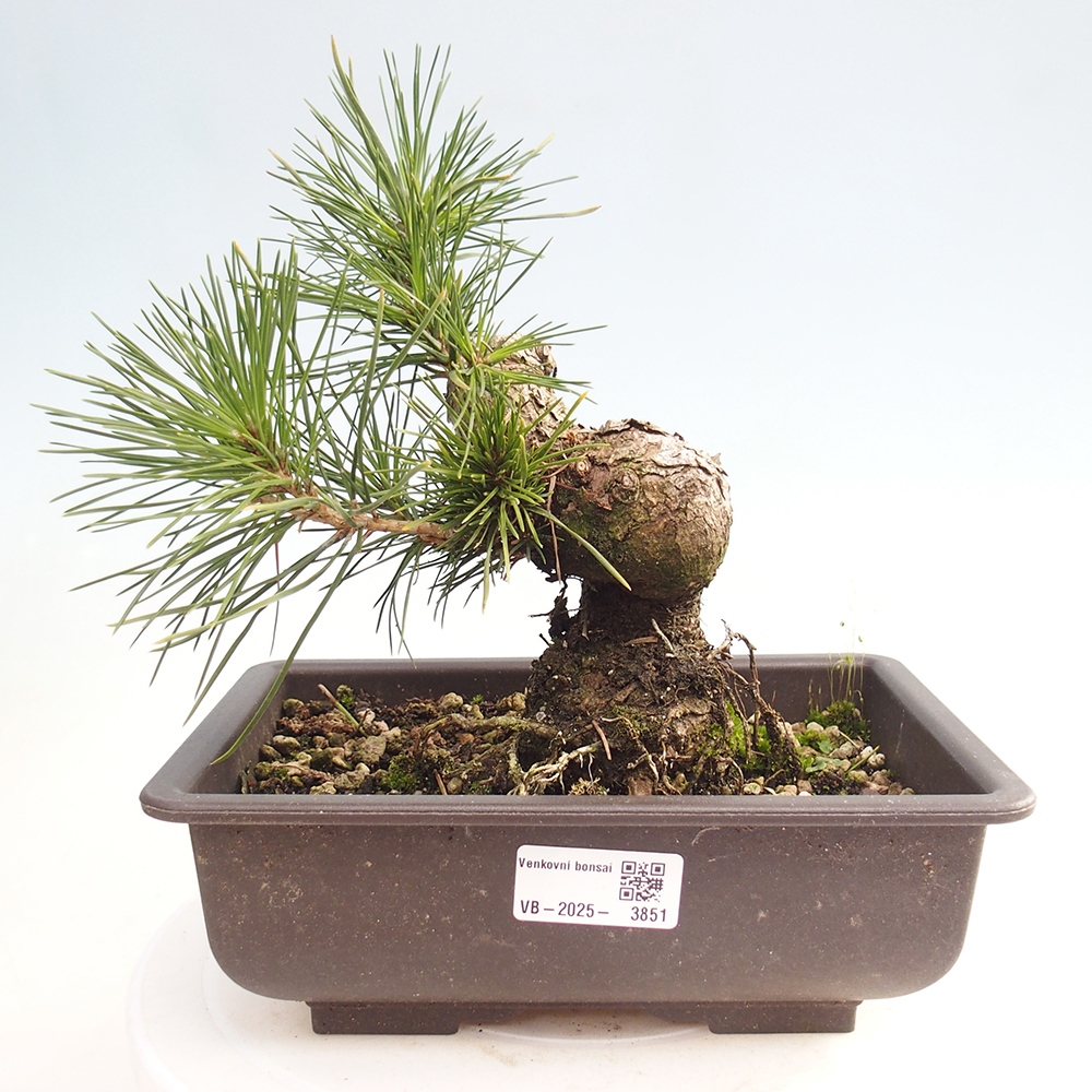 Venkovní bonsai - Pinus thunbergii - Borovice thunbergova