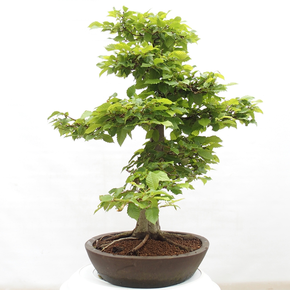 Venkovní bonsai - Habr obecný - Carpinus betulus